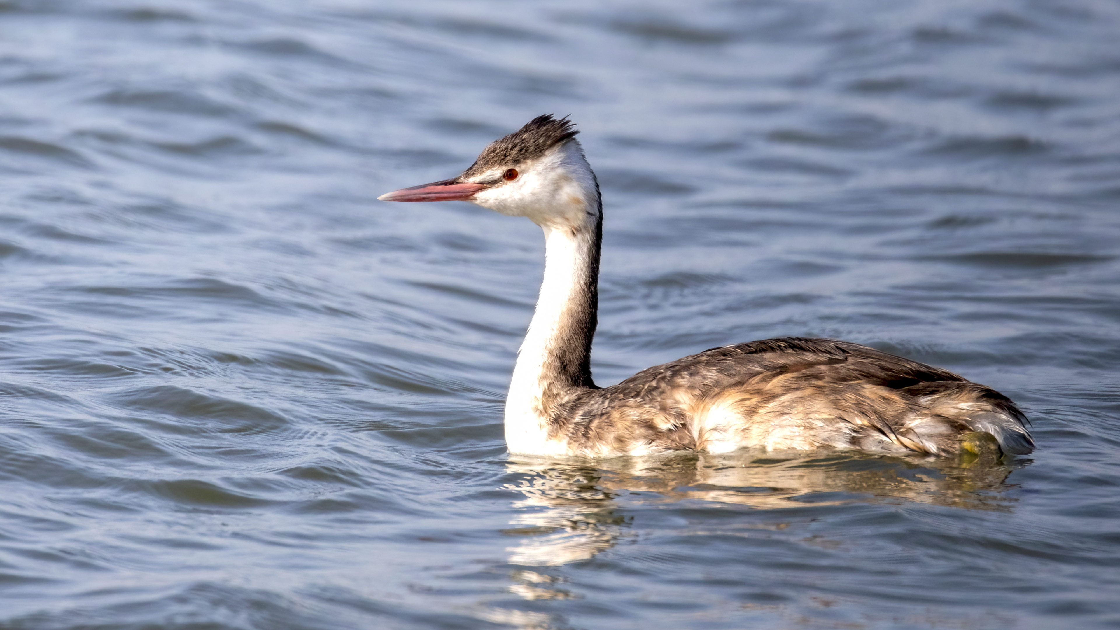 Great Crested Grebe